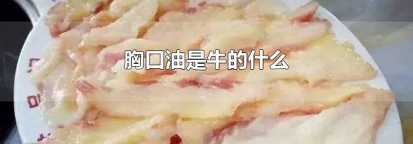 胸口油是牛的什么