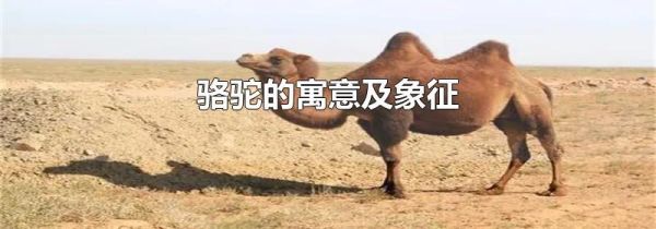 骆驼的寓意及象征