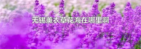 无锡薰衣草花海在哪里啊