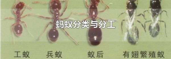 蚂蚁分类与分工