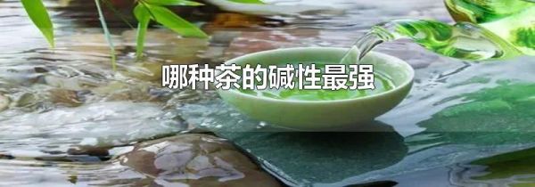 哪种茶的碱性最强