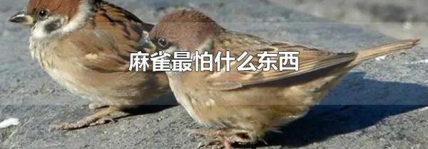 麻雀最怕什么东西