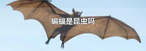 蝙蝠是昆虫吗