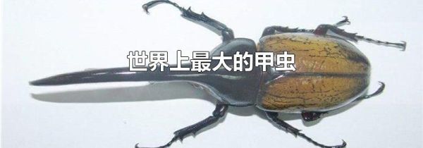 世界上最大的甲虫