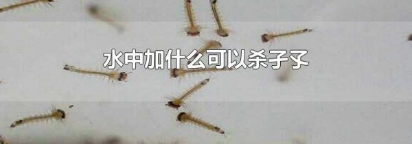 水中加什么可以杀孑孓
