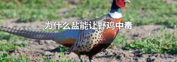 为什么盐能让野鸡中毒