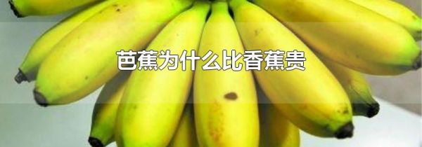 芭蕉为什么比香蕉贵