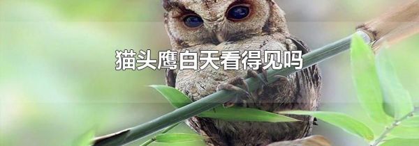 猫头鹰白天看得见吗