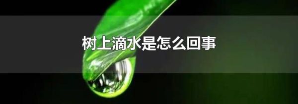 树上滴水是怎么回事