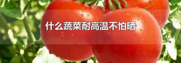 什么蔬菜耐高温不怕晒