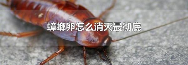 蟑螂卵怎么消灭最彻底