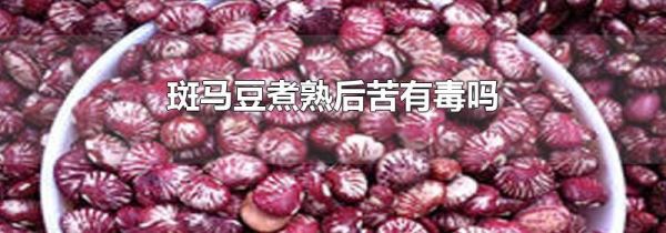 斑马豆煮熟后苦有毒吗
