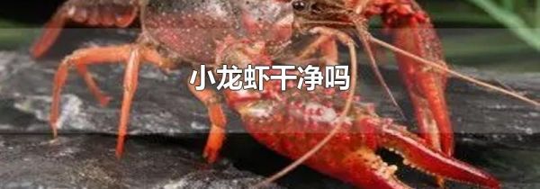 小龙虾干净吗