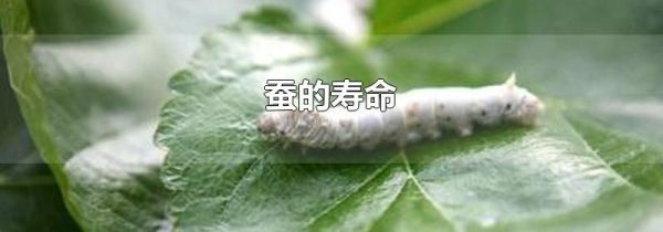蚕的寿命