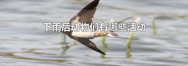 下雨后动物们有哪些活动