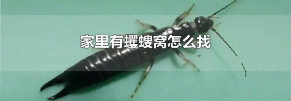 家里有蠼螋窝怎么找