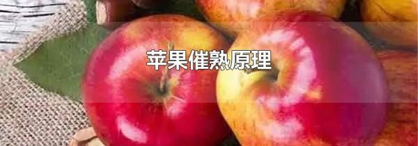 苹果催熟原理