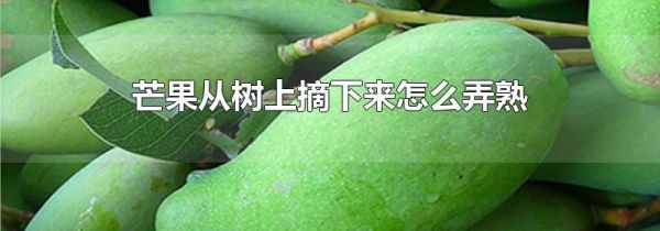 芒果从树上摘下来怎么弄熟