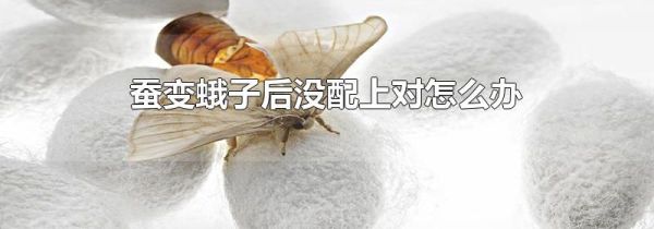 蚕变蛾子后没配上对怎么办