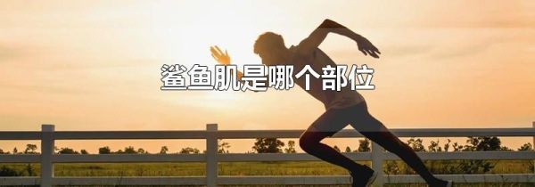 鲨鱼肌是哪个部位
