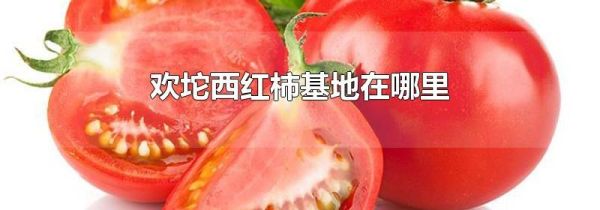 欢坨西红柿基地在哪里
