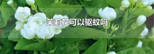 茉莉花可以驱蚊吗