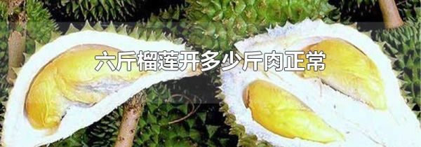六斤榴莲开多少斤肉正常