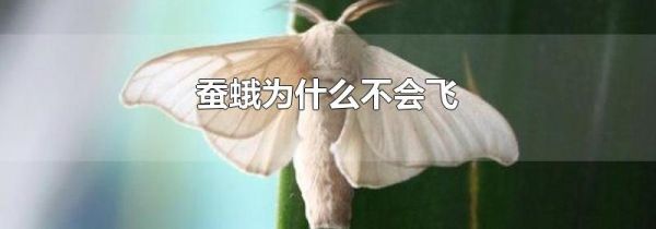 蚕蛾为什么不会飞