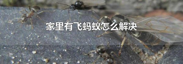 家里有飞蚂蚁怎么解决