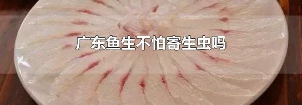 广东鱼生不怕寄生虫吗