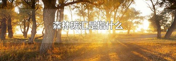 森林碳汇是指什么