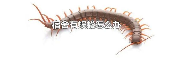 宿舍有蜈蚣怎么办