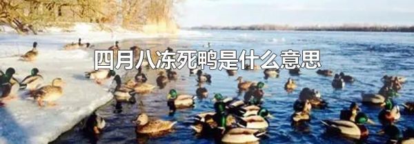 四月八冻死鸭是什么意思