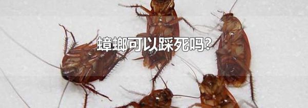 蟑螂可以踩死吗?