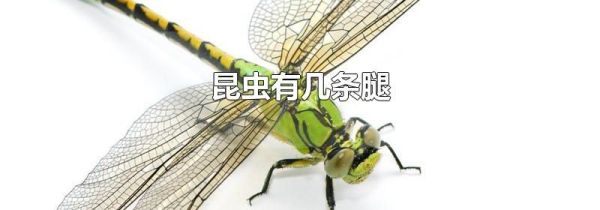 昆虫有几条腿