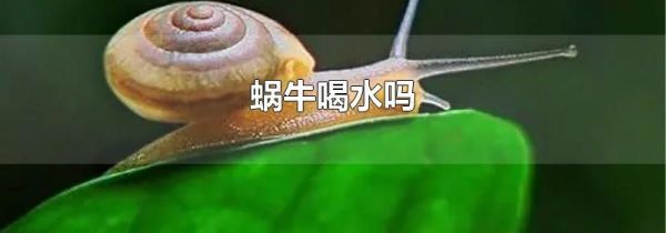 蜗牛喝水吗