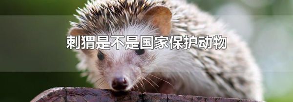 刺猬是不是国家保护动物