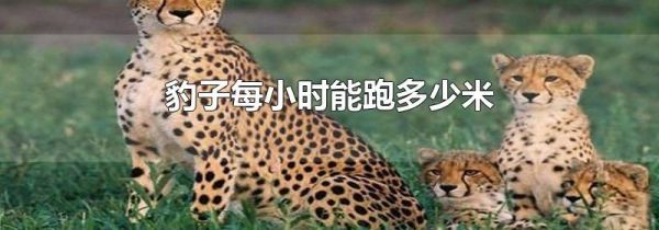 豹子每小时能跑多少米