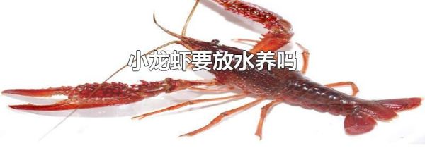 小龙虾要放水养吗