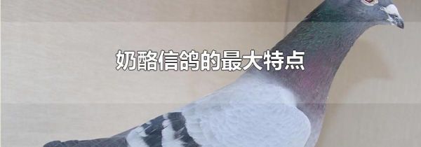 奶酪信鸽的最大特点