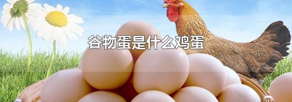 谷物蛋是什么鸡蛋