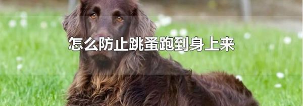 怎么防止跳蚤跑到身上来