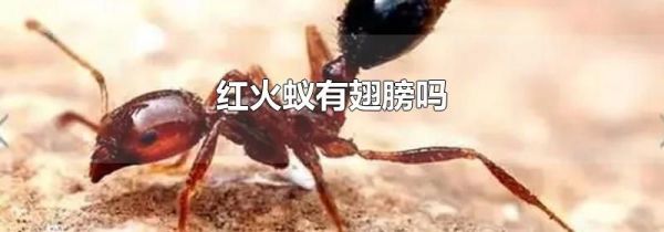 红火蚁有翅膀吗