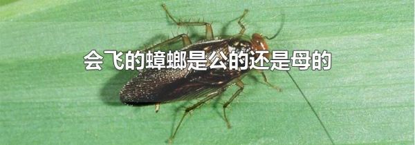 会飞的蟑螂是公的还是母的
