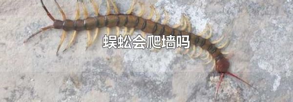 蜈蚣会爬墙吗