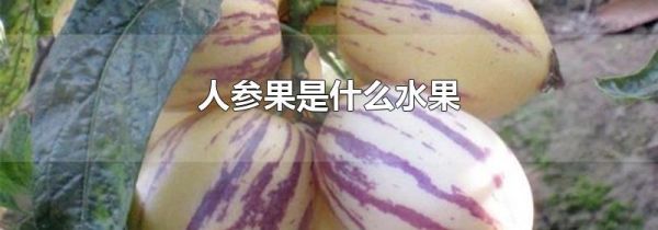 人参果是什么水果
