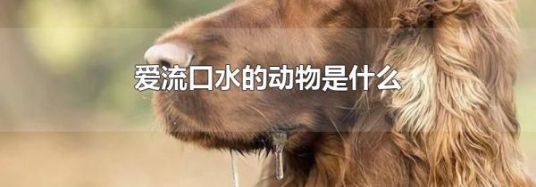 爱流口水的动物是什么