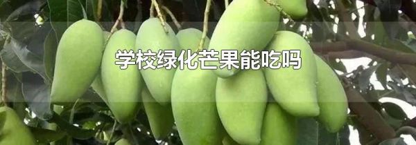 学校绿化芒果能吃吗