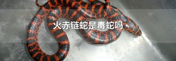 火赤链蛇是毒蛇吗