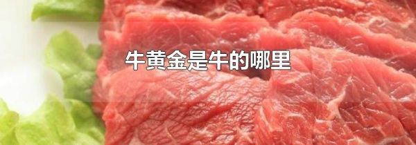 牛黄金是牛的哪里